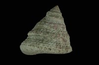 藏品(山形鐘螺)的圖片